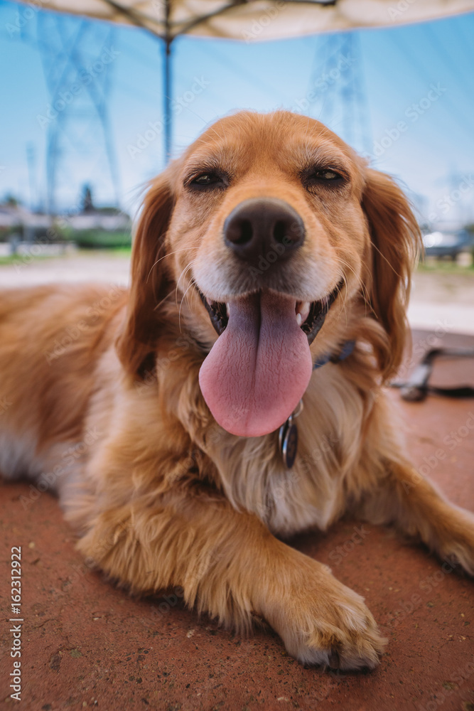 Foto de Golden retriever dachshund mix puppy at the dog park do Stock |  Adobe Stock