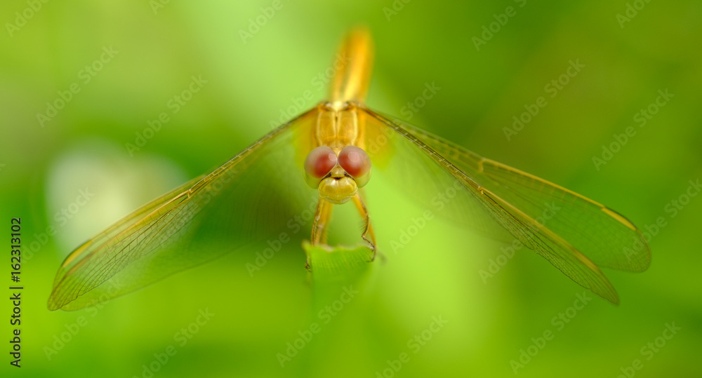 Dragonfly holding on leaf with bokeh of sunlight backgrounds Dragonfly holding on leaf with bokeh of sunlight backgrounds