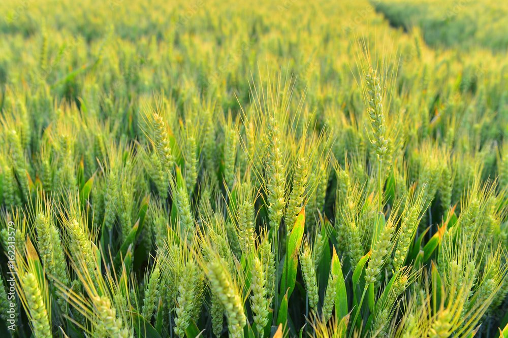 wheat wheat