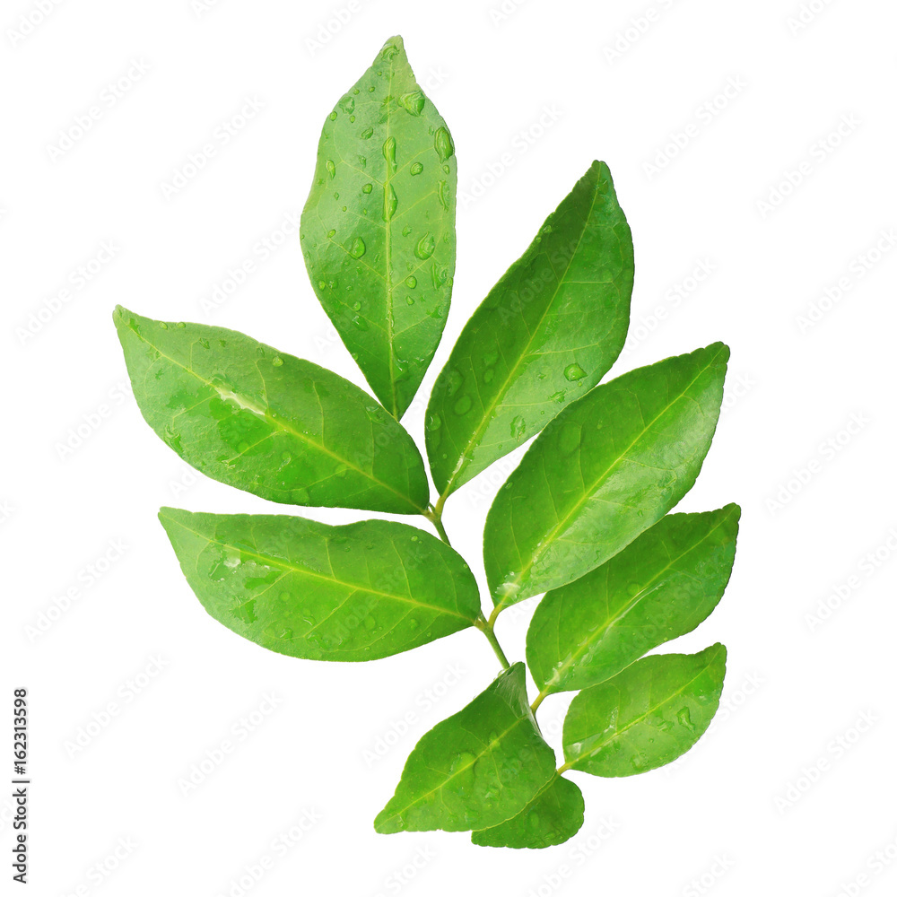 branch of wet green tea leaves isolated on white branch of wet green tea leaves isolated on white