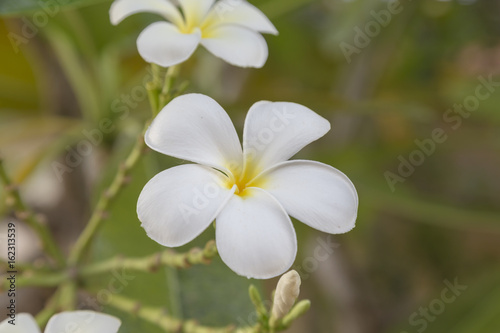 Plumeria Flower or Jampa or Lilawadee