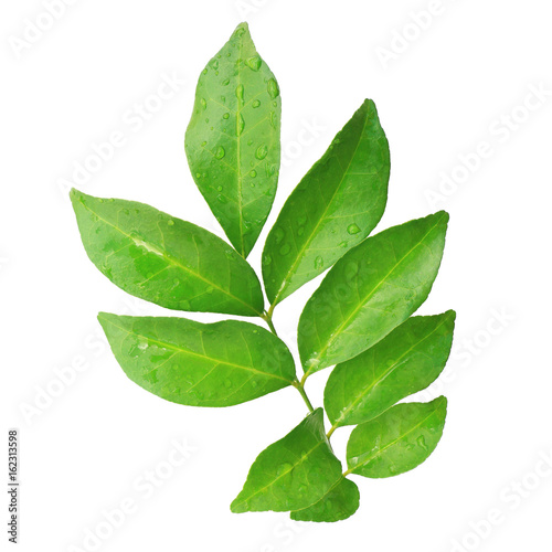 branch of wet green tea leaves isolated on white