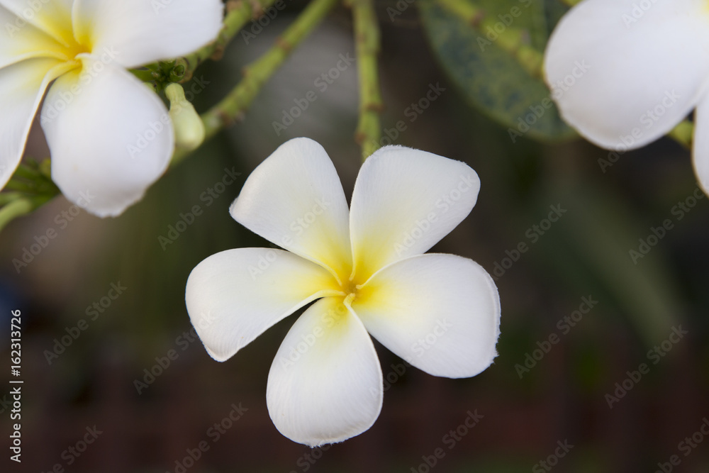 Naklejka premium Plumeria Flower or Jampa or Lilawadee