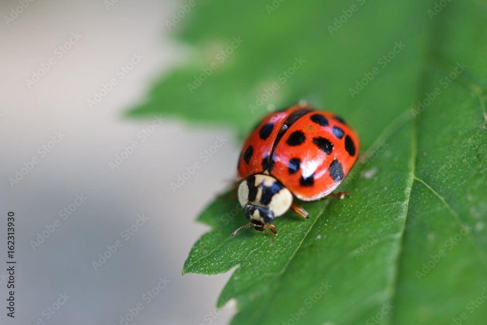 Ladybug Ladybug
