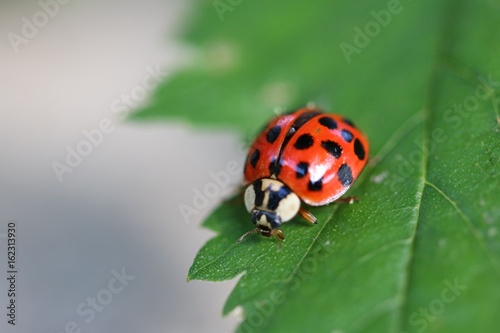 Ladybug © jamibassman