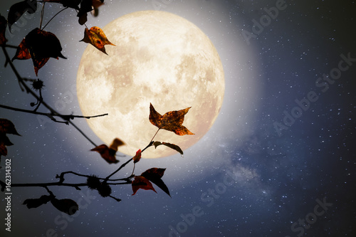 Beautiful autumn fantasy - maple tree in fall season and full moon with milky way star in night skies background. Retro style artwork with vintage color tone