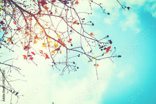 Beautiful autumn leaves and sky background in fall season, Colorful maple foliage tree in the autumn park, Autumn trees Leaves in vintage color tone.