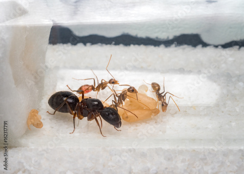 Super close-up image of workers ants (Camponotus Sp.) taking care of the queen ant, eggs, larva and pupae in test tube photo