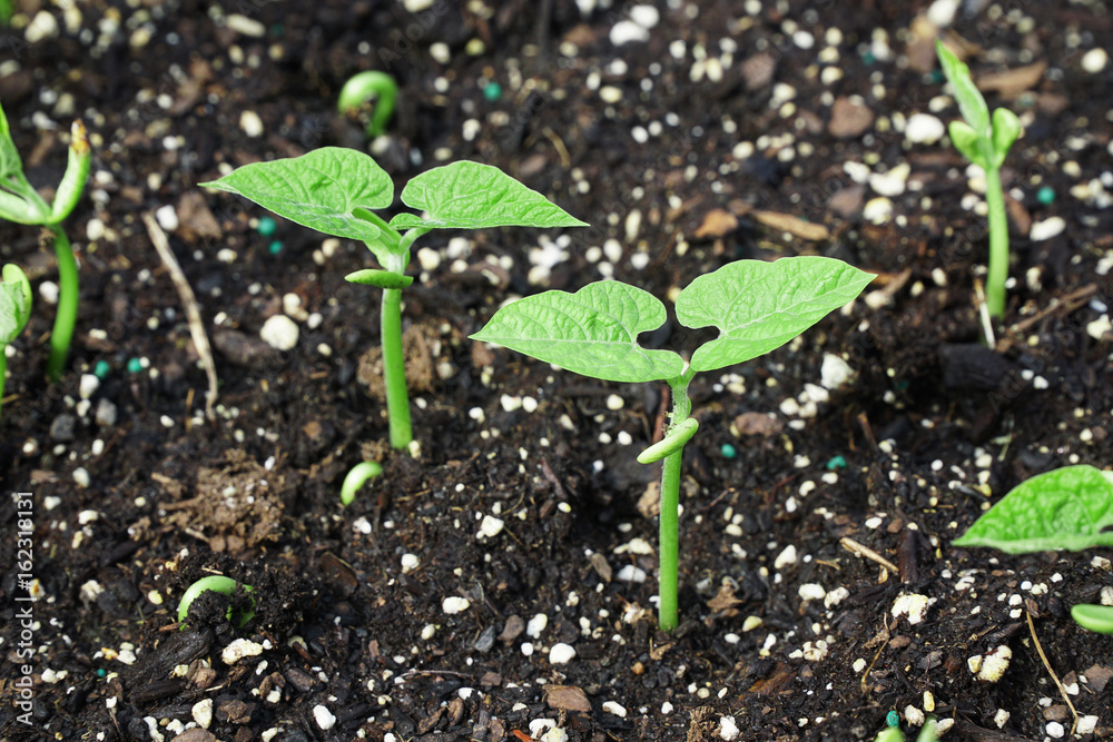 spring sprout from soil in the farm field spring sprout from soil in the farm field