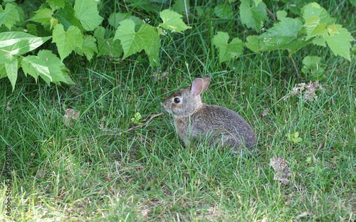 gray rabbit on the meadow in backyard © nd700