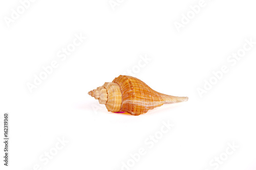 Seashells Isolated With Paths