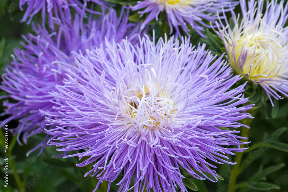 lush fresh purple flowers asters lush fresh purple flowers asters