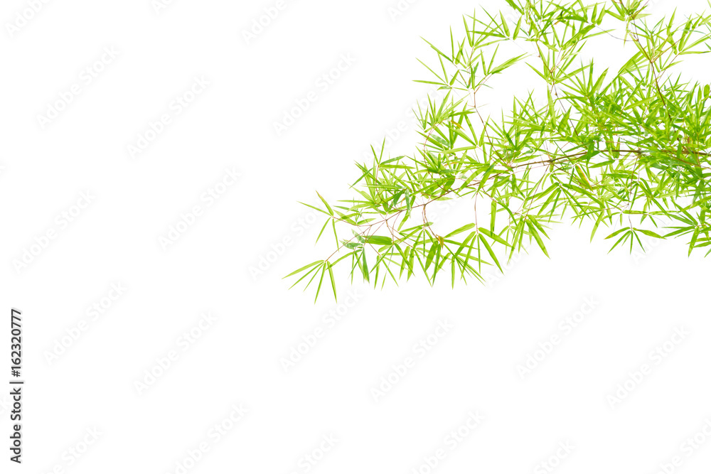 Bamboo leaves on a white background