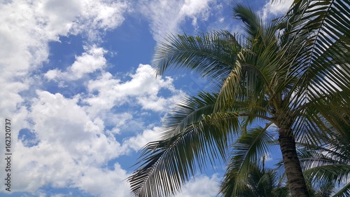 Coconut tree and blue sky in summer season