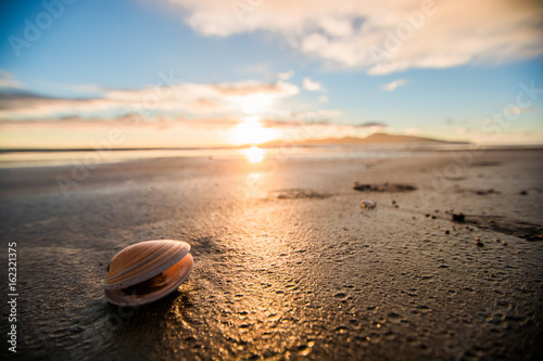Seashell on the sand on the beach in the back-light of sunset, background, close up. In front of Kapiti Island, New Zealand