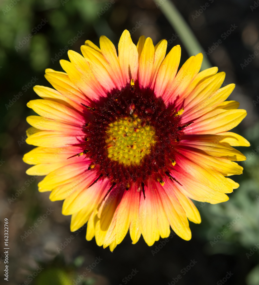 Indian Blanket flower, Yellowstone flora Indian Blanket flower, Yellowstone flora