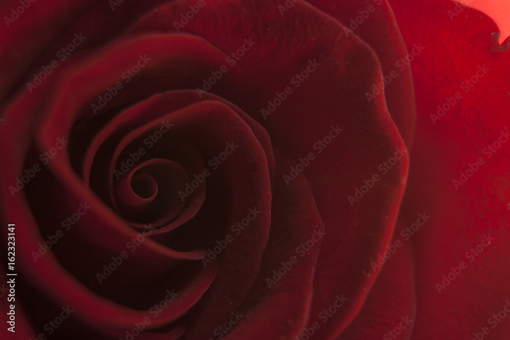 Dramatically red rose close-up. Delicate petals let light through Dramatically red rose close-up. Delicate petals let light through