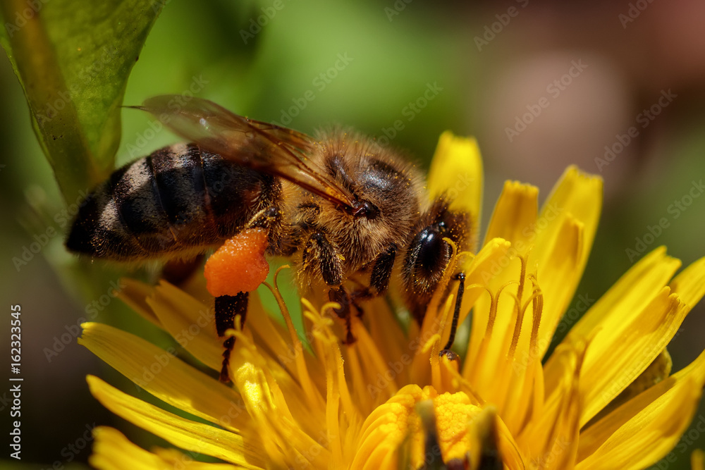 Bee on a yellow dandelion  flower collecting pollen and gathering nectar to produce honey in the hive