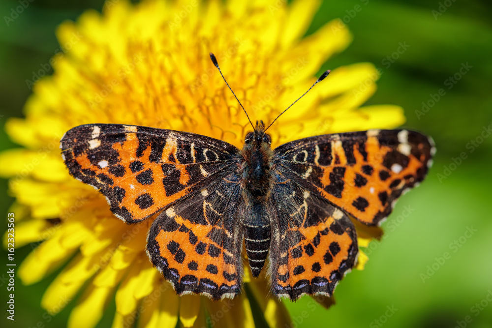 Beautiful butterfly on a yellow dandelion flower in a green field