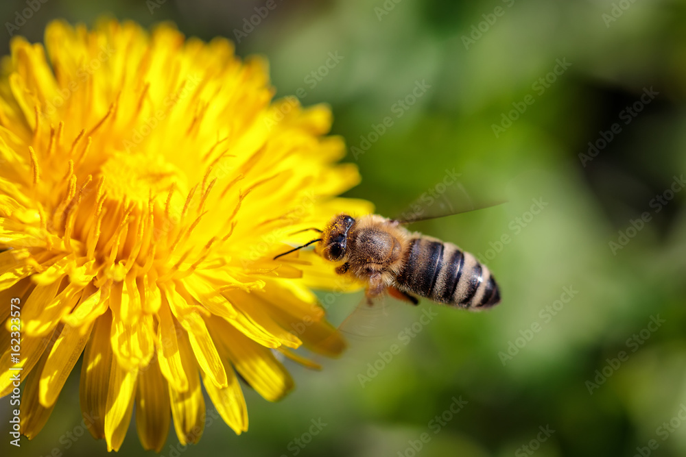 Bee on a yellow dandelion flower collecting pollen and gathering nectar to produce honey in the hive Bee on a yellow dandelion flower collecting pollen and gathering nectar to produce honey in the hive