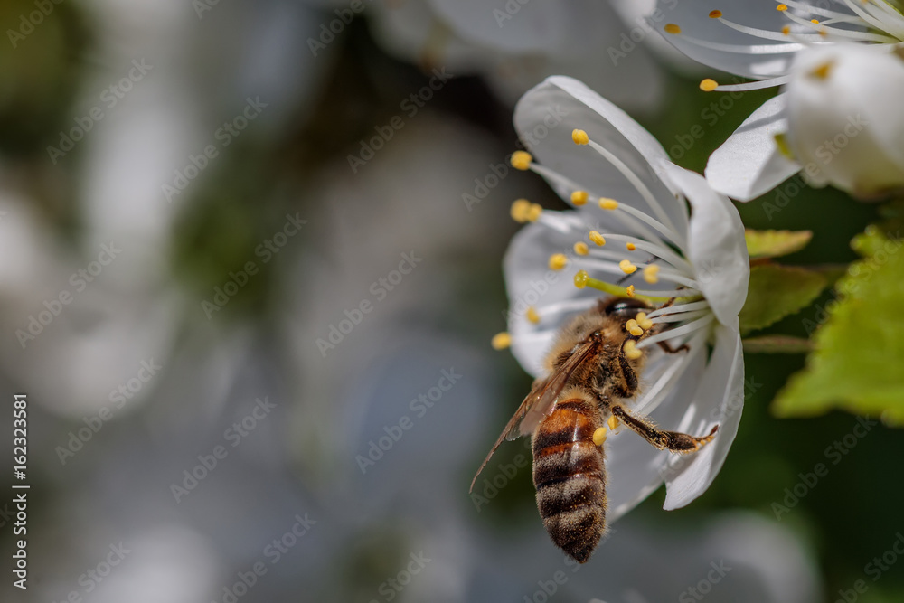 Bee on a white cherry blossom collecting pollen and gathering nectar to produce honey in the hive Bee on a white cherry blossom collecting pollen and gathering nectar to produce honey in the hive