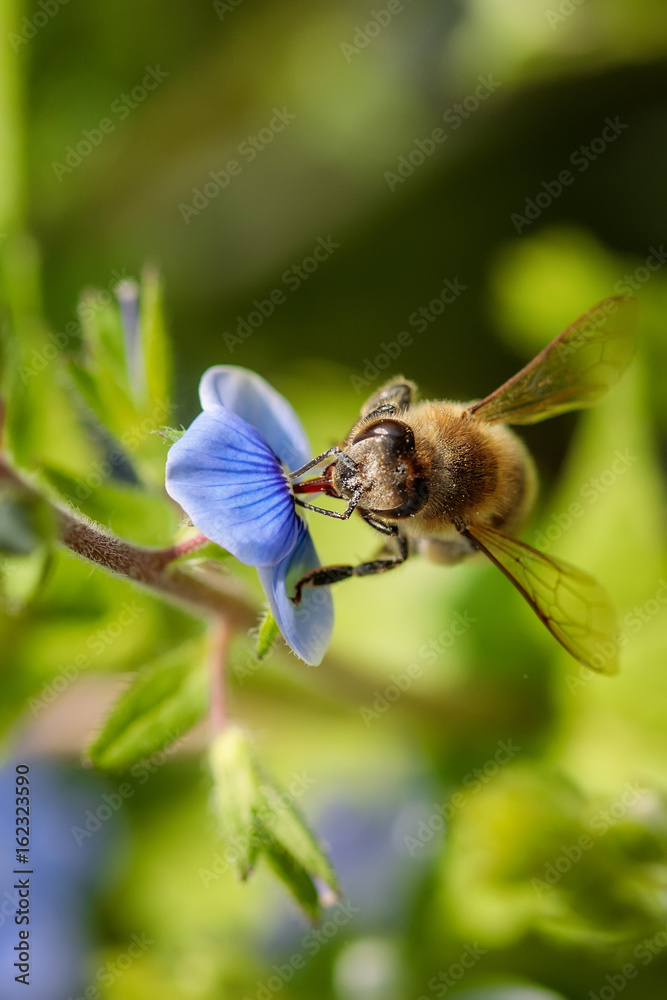 Bee on a blue flower collecting pollen and gathering nectar to produce honey in the hive Bee on a blue flower collecting pollen and gathering nectar to produce honey in the hive