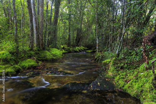 Flowing stream in forest located on the mountain in Phu Kradueng National Park, On a height of 1,316 meters. Loei Province, Thailand