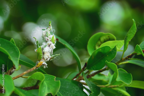 Mealybug