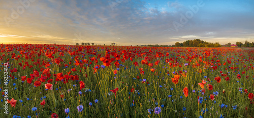 Fototapeta Naklejka Na Ścianę i Meble -  Red poppies among cornflowers and other wildflowers in the setting sun