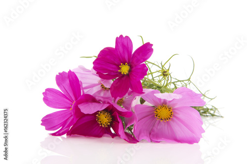 Pink Cosmos flowers