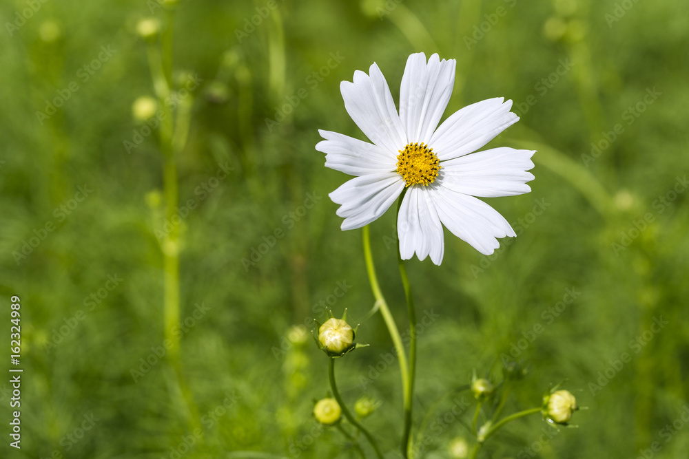 White cosmos flower in the green background