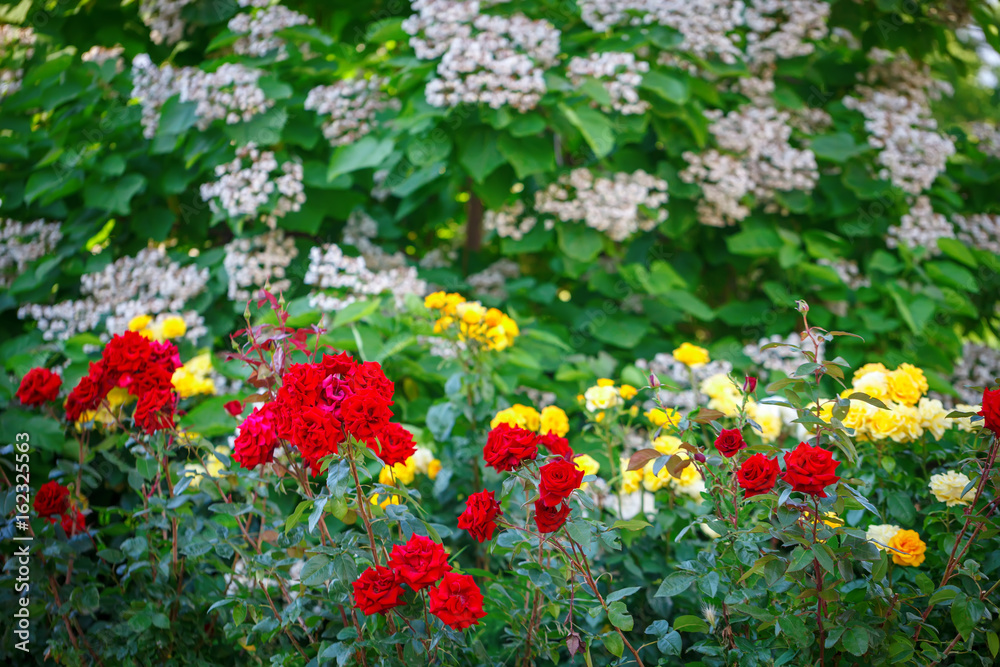 Beautiful summer garden with blooming roses.