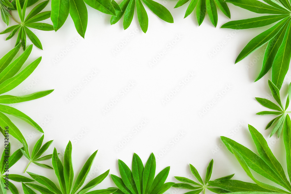 Circle created from lupine flowers green leaves on the white background. Greeting card in green jungle style. Summer time.