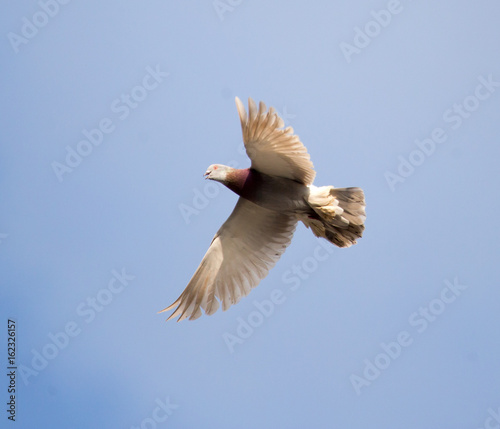 Dove flying against a blue sky with clouds