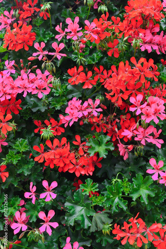 Fototapeta Naklejka Na Ścianę i Meble -  Flowers of a colorful geranium planted in the garden.
