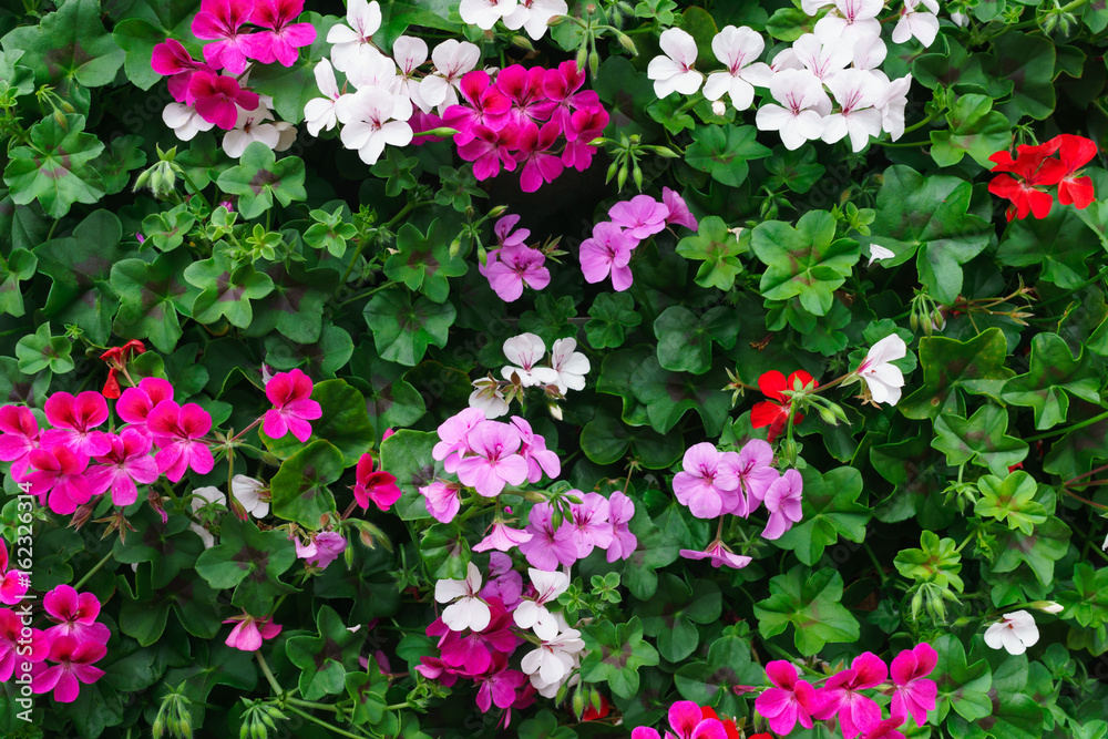 Flowers of a colorful geranium planted in the garden. Flowers of a colorful geranium planted in the garden.