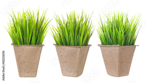 Seedlings isolated. Cardboard pot for growing plants with sprouts on white background.