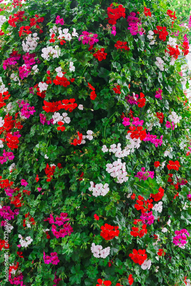 Flowers of a colorful geranium planted in the garden.