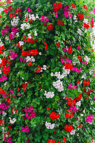 Fototapeta Naklejka Na Ścianę i Meble -  Flowers of a colorful geranium planted in the garden.