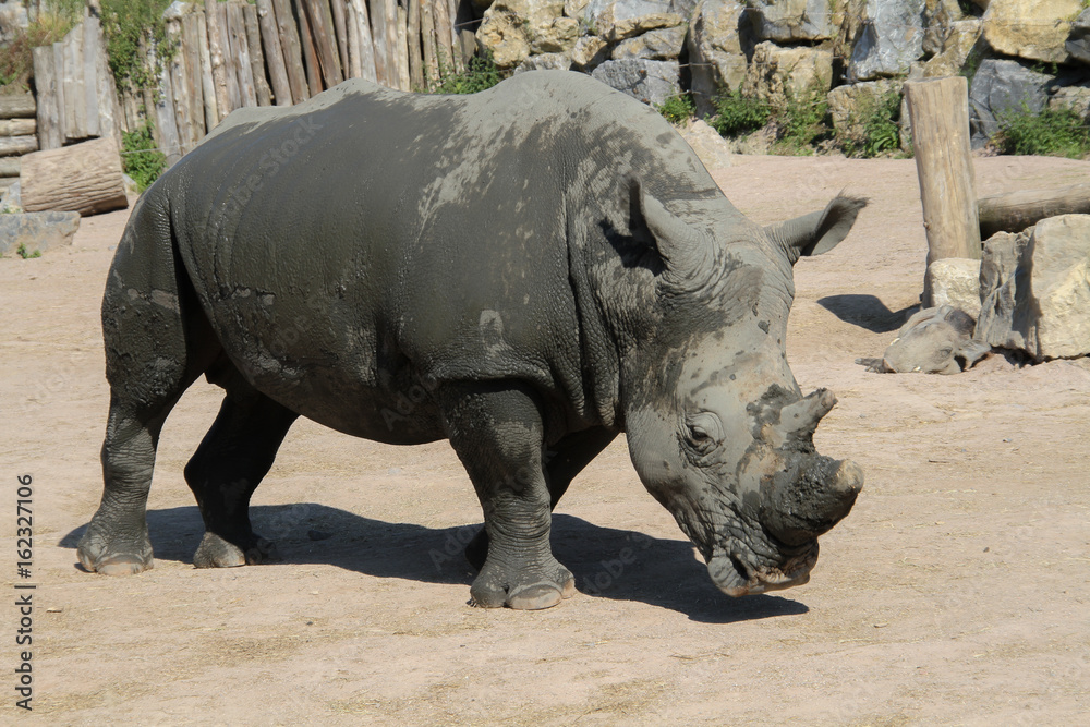 Naklejka premium rhinocéros