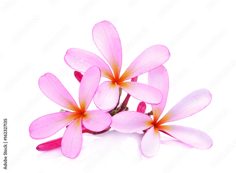 pink frangipani or plumeria (tropical flowers) with drop of water isolated on white background