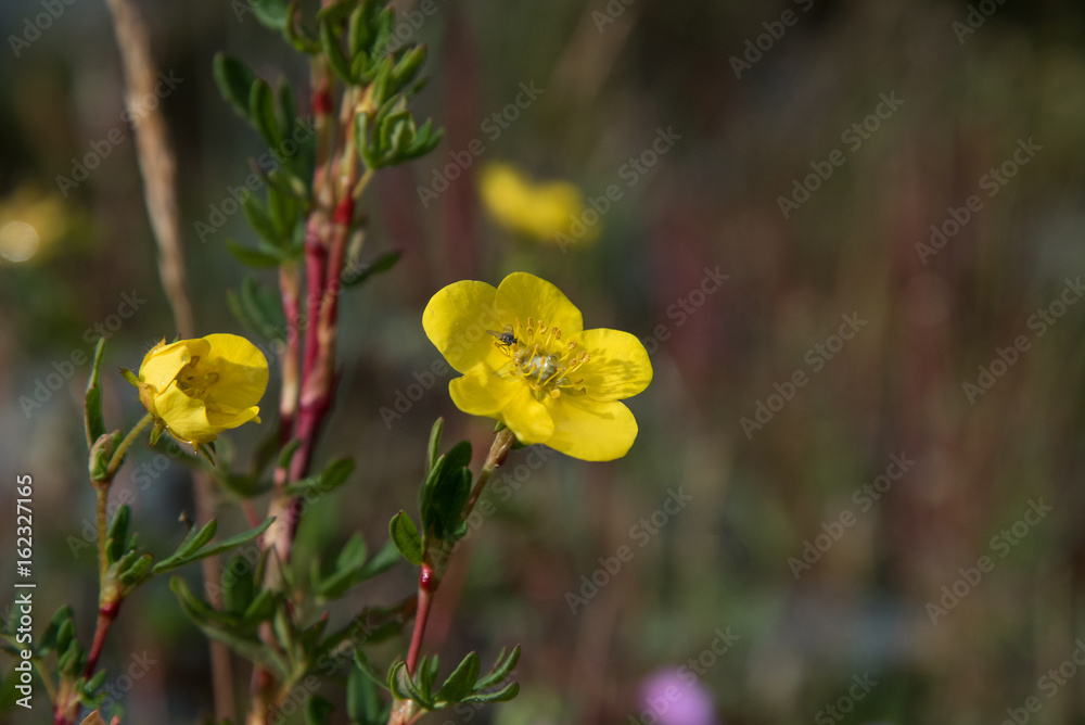 Naklejka premium Yellow flowers in the sunlight and a fly on them