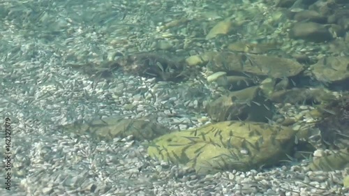 Shoal of baby fish  at the shallows, zoom out photo