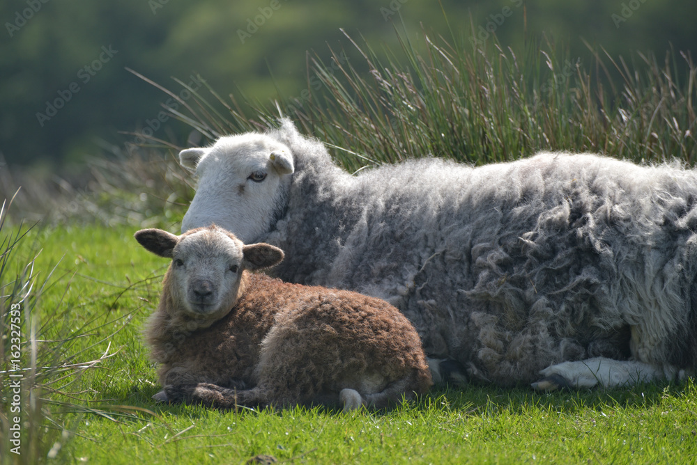 Fototapeta premium Sheep and lambs above Elterwater, English Lake District