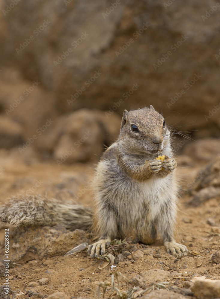 Squirrel ground. Prairie dogs in nature eating and jump Squirrel ground. Prairie dogs in nature eating and jump