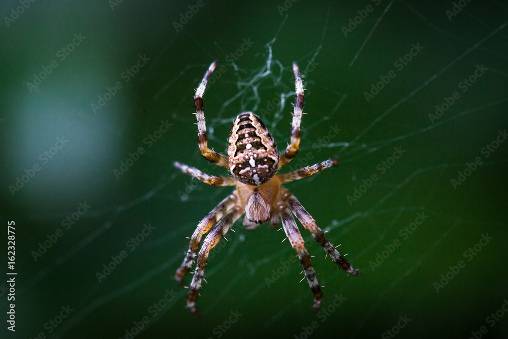 Nahaufnahme Spinne in Netz Nahaufnahme Spinne in Netz