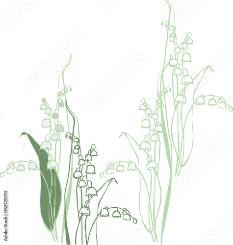 
White tenderness - Convallaria
