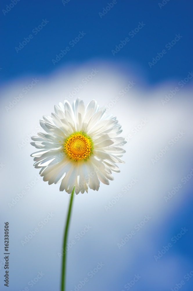 Beautiful blooming chamomile flower on blue sky background Beautiful blooming chamomile flower on blue sky background