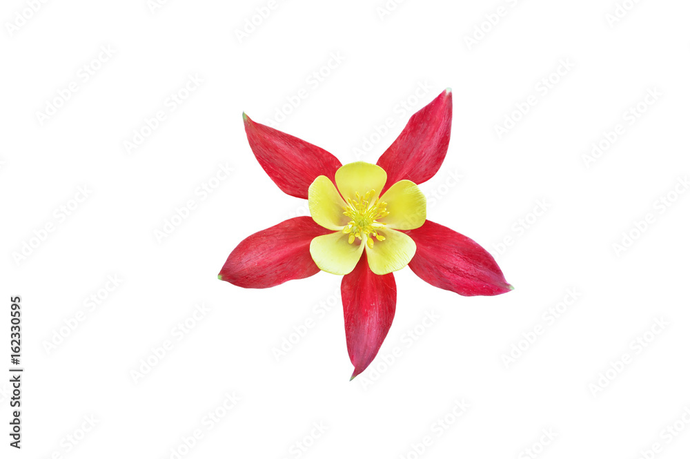Beautiful red flower Aquilegia isolated