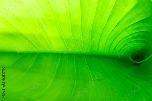 Green leaf background.This is a natural texture.